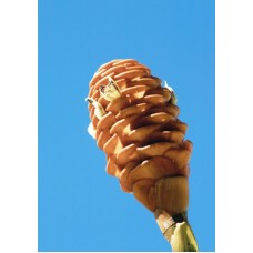 Bee Hive - Shampoo - Zingibers - Chocolate